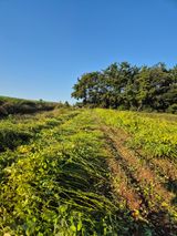 팜모닝 들깨·자유게시판 게시글 이미지