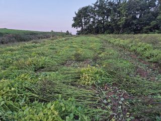 송하영님의 들깨 · 자유게시판 작성글 사진