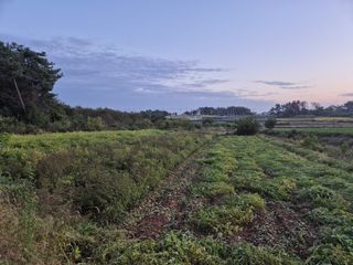 송하영님의 들깨 · 자유게시판 작성글 사진