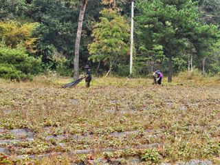 (주)연리지윤태금님의 고구마 · 영농일지 작성글 사진