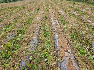 (주)연리지윤태금님의 고구마 · 영농일지 작성글 사진
