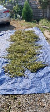 팜모닝 자유주제·자유게시판 게시글 이미지