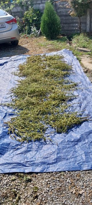 주말 텃밭 농부님의 자유주제 · 자유게시판 작성글 사진