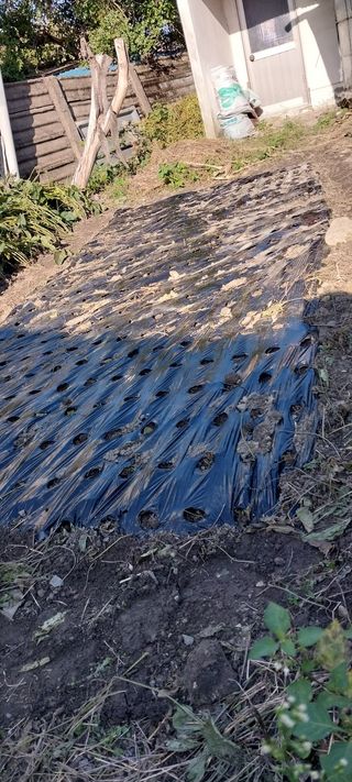 주말 텃밭 농부님의 자유주제 · 자유게시판 작성글 사진