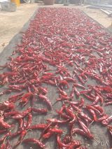 팜모닝 자유주제·자유게시판 게시글 이미지