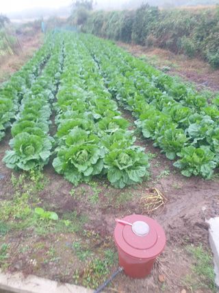 허굴산농장님의 배추 · 영농일지 작성글 사진