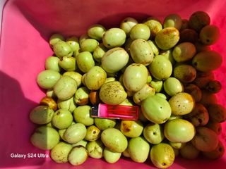 소병찬님의 기타작물 · 병해충상담 작성글 사진