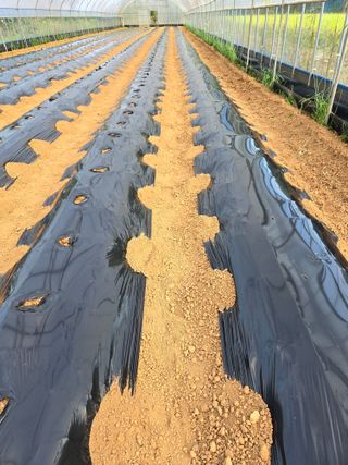 나주 박정화님의 고추 · 영농일지 작성글 사진