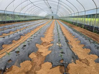 나주 박정화님의 고추 · 영농일지 작성글 사진