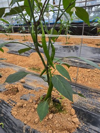 나주 박정화님의 고추 · 영농일지 작성글 사진