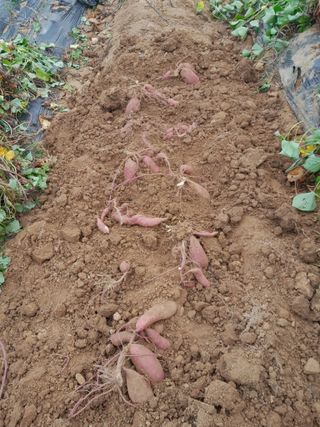 김영례님의 고구마 · 영농일지 작성글 사진