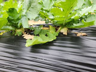 세민님의 배추 · 영농일지 작성글 사진