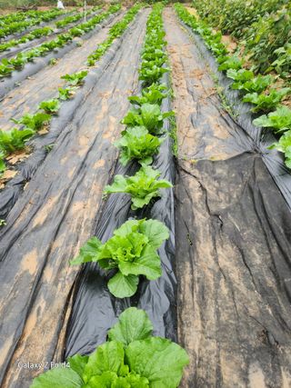 세민님의 배추 · 영농일지 작성글 사진