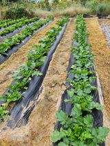 팜모닝 배추·영농일지 게시글 이미지