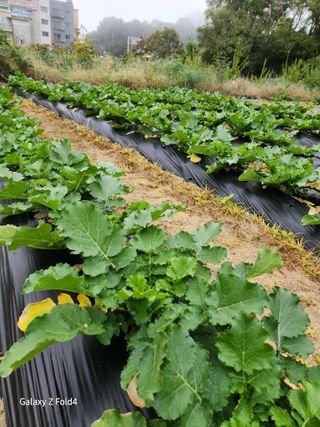 세민님의 배추 · 영농일지 작성글 사진