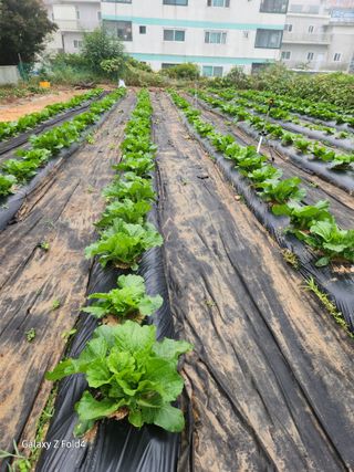 세민님의 배추 · 영농일지 작성글 사진