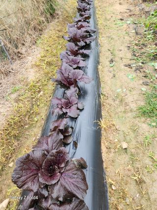 세민님의 배추 · 영농일지 작성글 사진