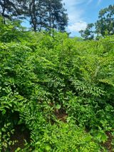 팜모닝 두릅·영농일지 게시글 이미지