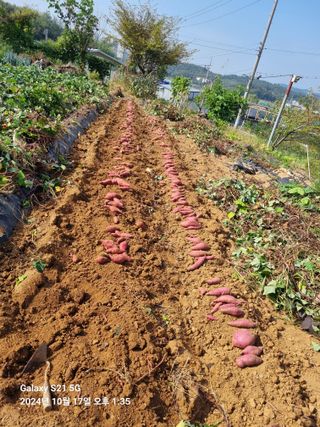 무봉농장(기북)님의 고구마 · 영농일지 작성글 사진