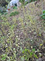 팜모닝 들깨·영농일지 게시글 이미지