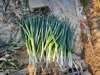 조정숙(1955)님의 들깨 · 영농일지 작성글 사진