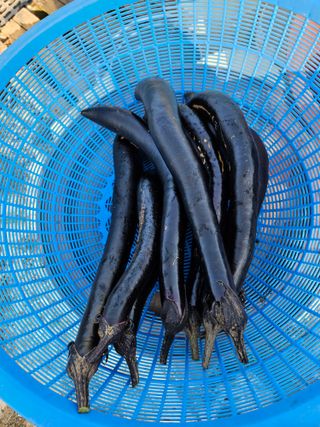 조정숙(1955)님의 들깨 · 영농일지 작성글 사진