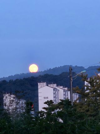조정숙(1955)님의 들깨 · 영농일지 작성글 사진