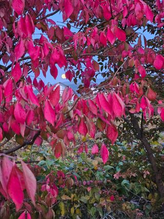 조정숙(1955)님의 들깨 · 영농일지 작성글 사진