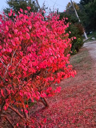 조정숙(1955)님의 들깨 · 영농일지 작성글 사진