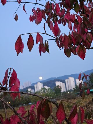 조정숙(1955)님의 들깨 · 영농일지 작성글 사진