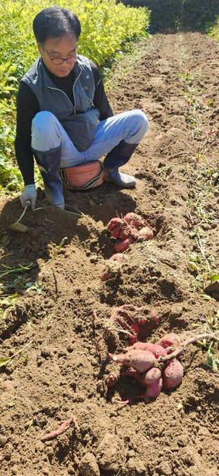 임규성님의 고구마 · 영농일지 작성글 사진