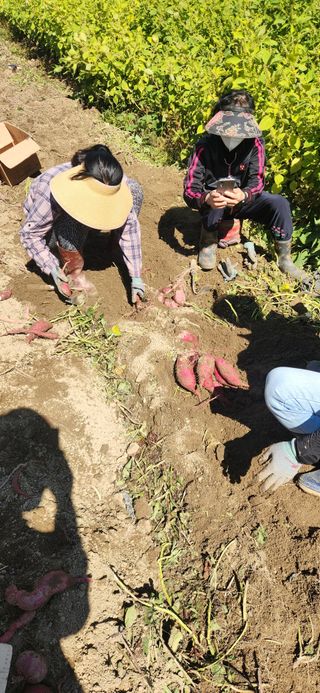 임규성님의 고구마 · 영농일지 작성글 사진