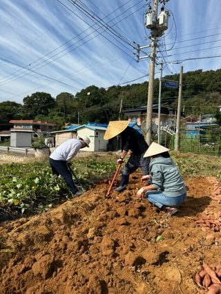 정세국님의 고구마 · 영농일지 작성글 사진