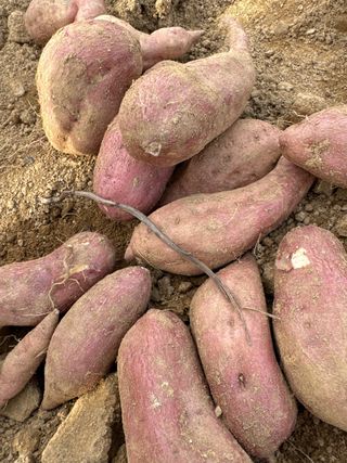 정세국님의 고구마 · 영농일지 작성글 사진