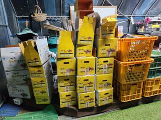 정세국님의 고구마 · 영농일지 작성글 사진