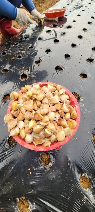 유혜영님의 마늘 · 영농일지 작성글 사진