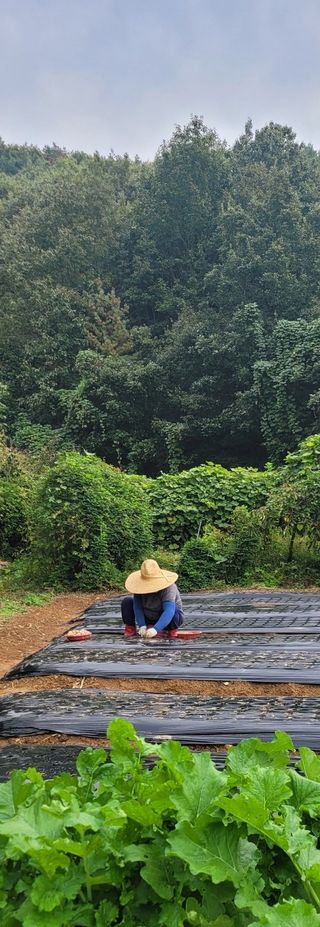 유혜영님의 마늘 · 영농일지 작성글 사진