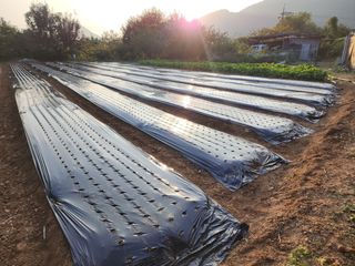 유혜영님의 마늘 · 영농일지 작성글 사진