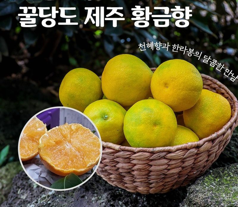 새달귤농장님의 장터 판매 상품 [고당도황금향(혼합형)5키로] 첨부 사진