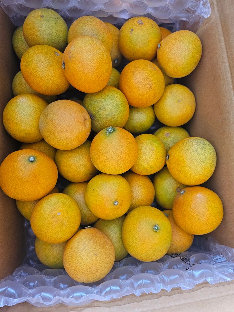 새달귤농장님의 장터 판매 상품 [고당도황금향(혼합형)5키로] 첨부 사진