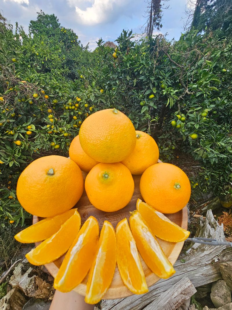 새달귤농장님의 장터 판매 상품 [고당도황금향(혼합형)5키로] 첨부 사진