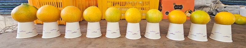 새달귤농장님의 장터 판매 상품 [고당도황금향(혼합형)5키로] 첨부 사진