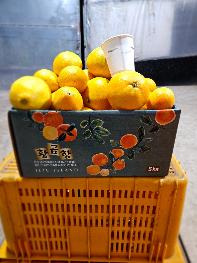 장터 상품 [고당도황금향(혼합형)5키로] 썸네일