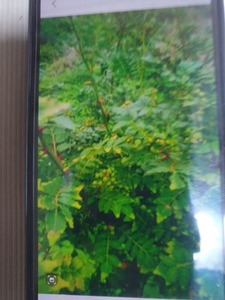 허굴산농장님의 자유주제 · 자유게시판 작성글 사진