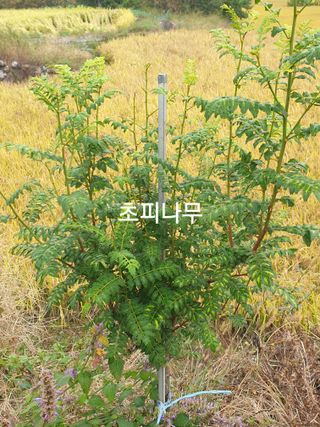 허굴산농장님의 자유주제 · 자유게시판 작성글 사진