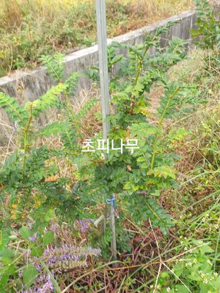 허굴산농장님의 자유주제 · 자유게시판 작성글 사진