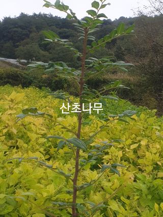 허굴산농장님의 자유주제 · 자유게시판 작성글 사진