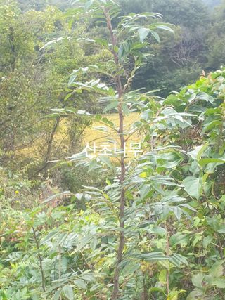 허굴산농장님의 자유주제 · 자유게시판 작성글 사진