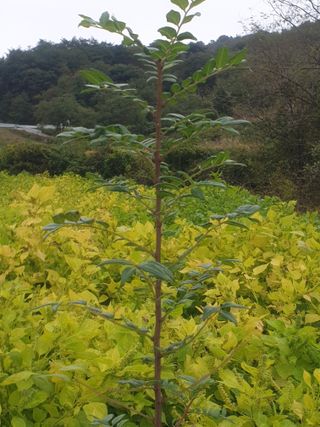 허굴산농장님의 자유주제 · 자유게시판 작성글 사진