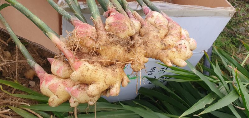 장터 상품 [원강 .10kg.택배비포함] 썸네일